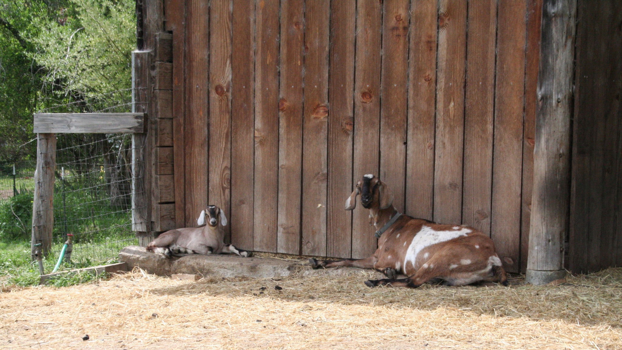Goats for the Disciple Garden