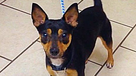 HELP JOEY START A NEW LIFE