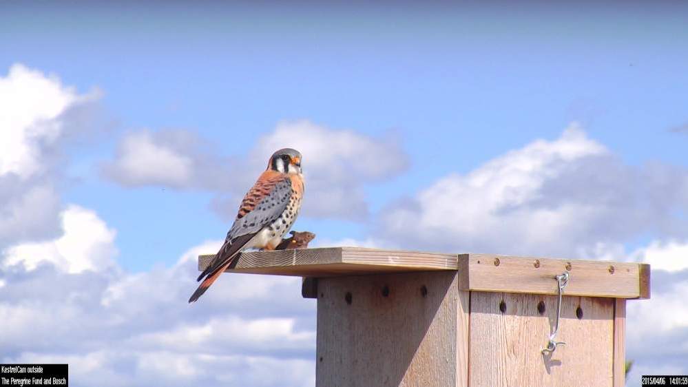 American Kestrel Research Fund
