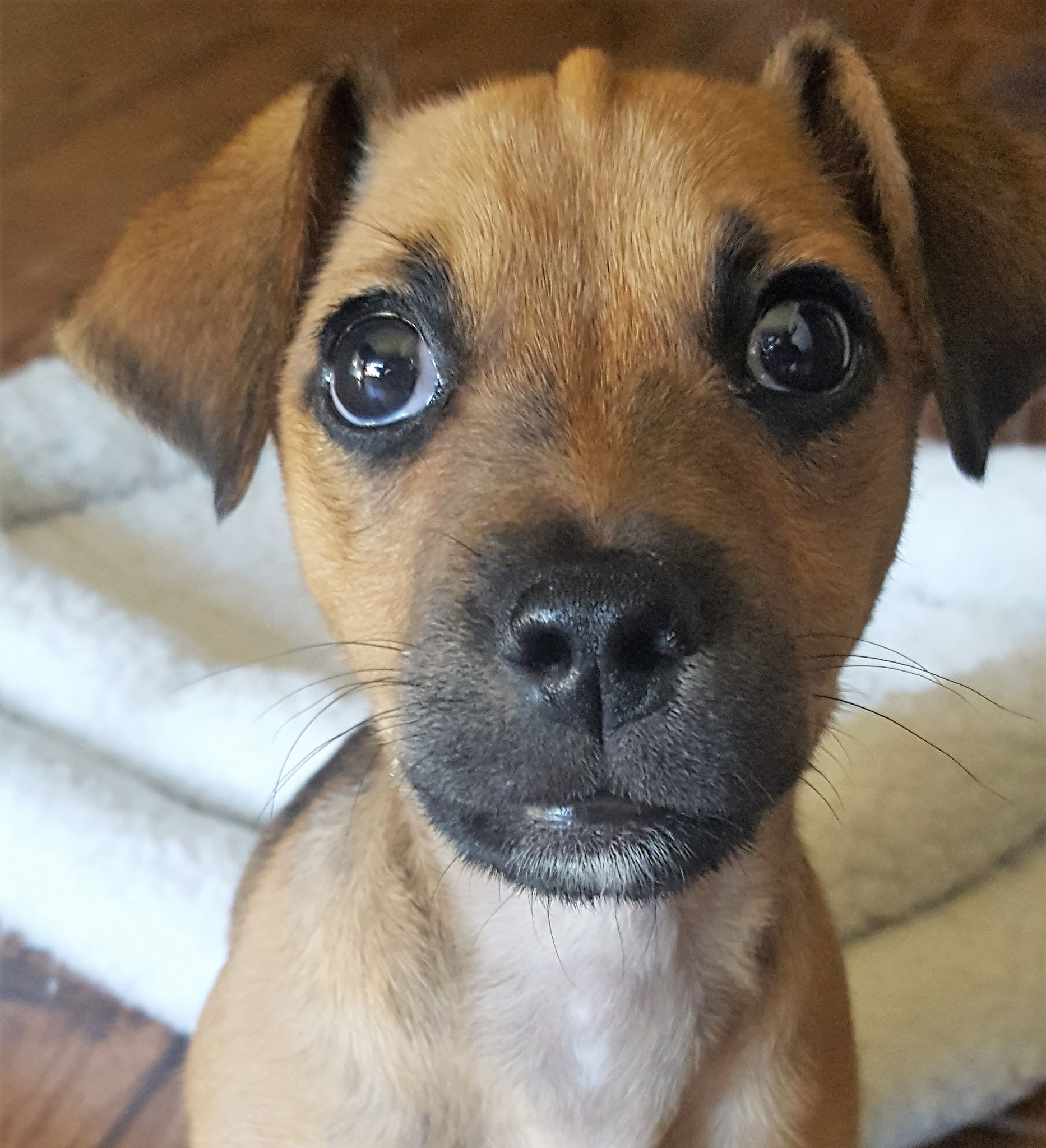 Texas Humane Heroes Dog Isolation Bldg