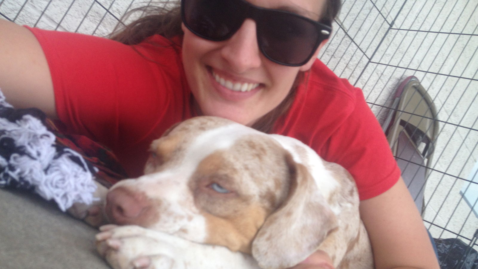 Put Pet Homelessness in the Gutter