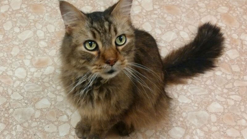 Featured Campaign Image: Help Save Kotik the Cat